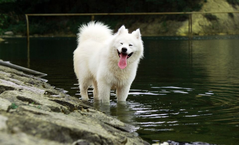 Samoyed enjoying water