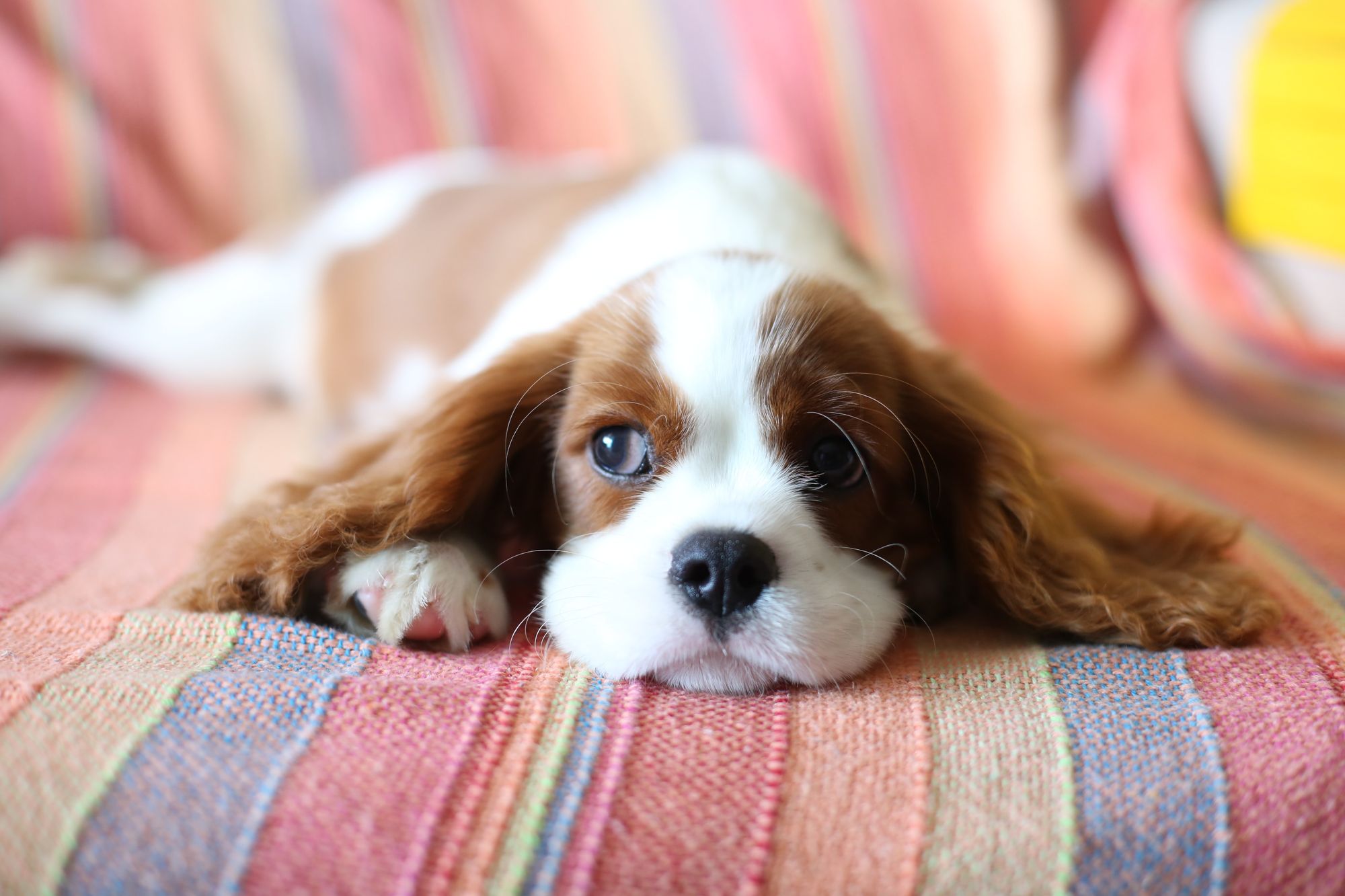 Cavalier King Charles Spaniel - least active dog breed