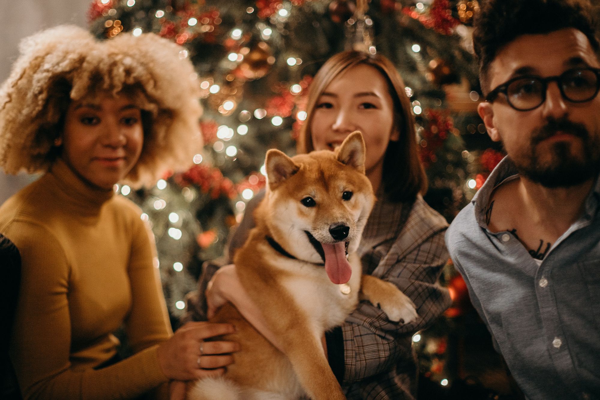 Take Christmas family photos with your dog