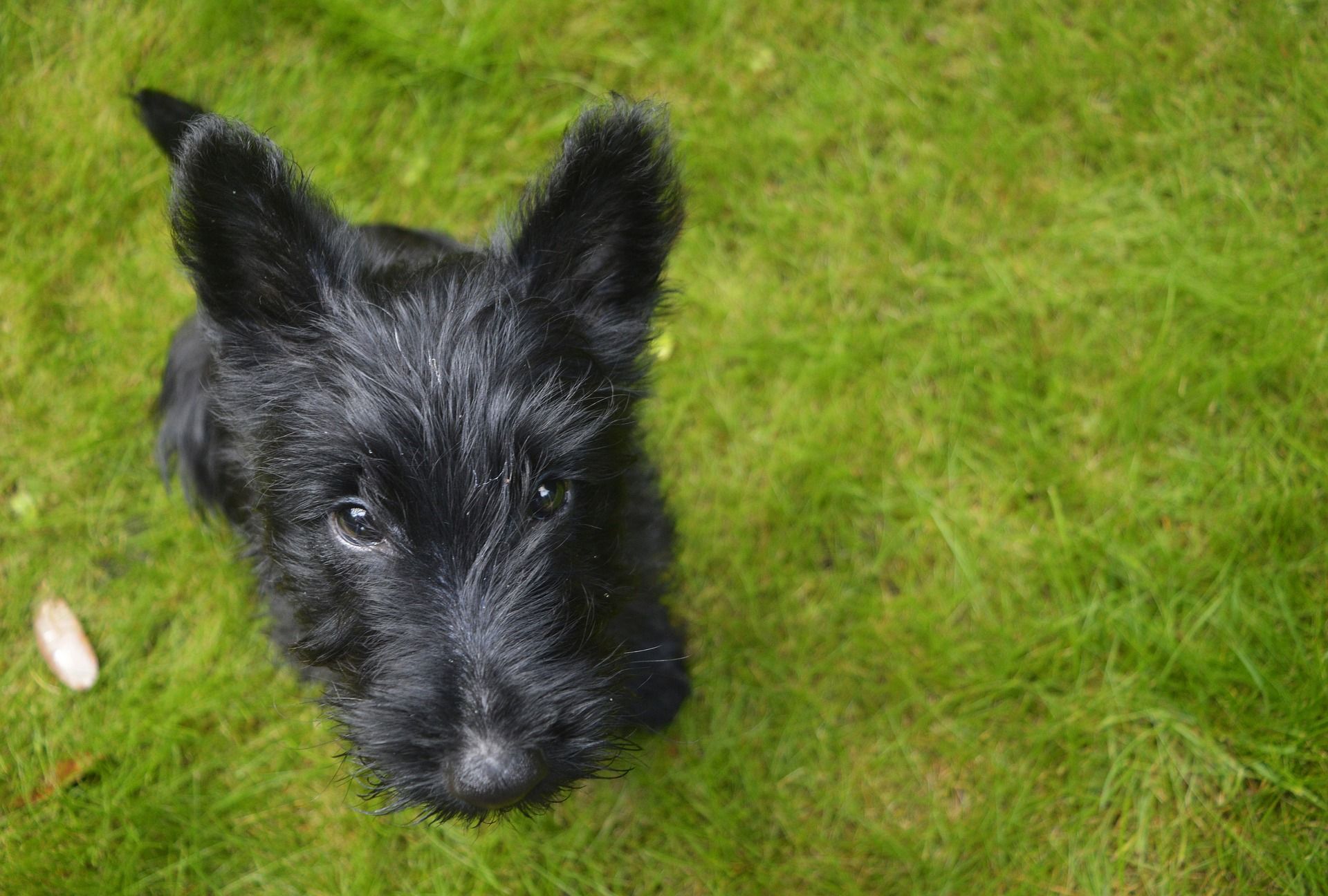 Scottish Terrier black puppy