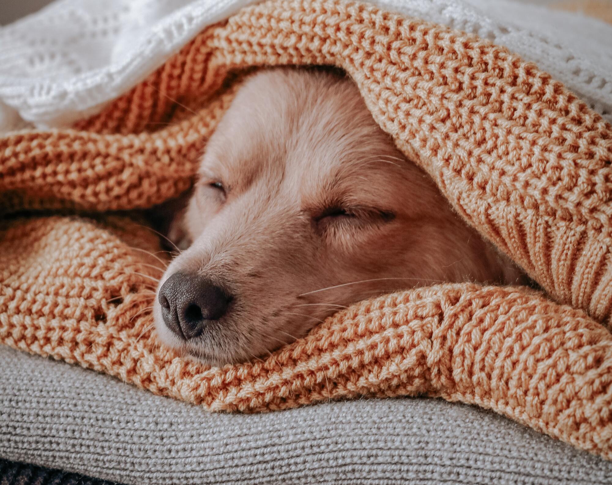 dog sleeping on clothes