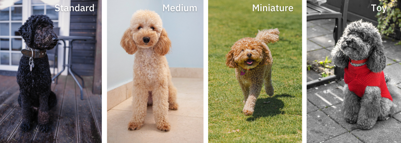 all poodle sizes