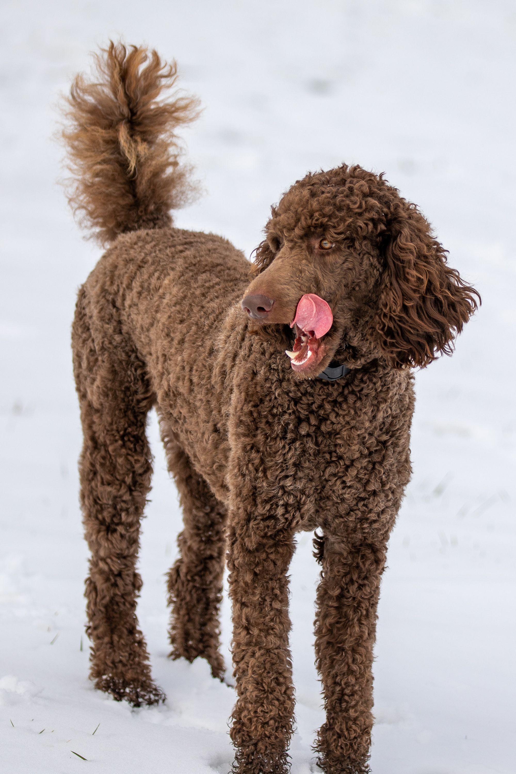 10 Curly-Haired Dog Breeds: From Small to Large [2023 List]