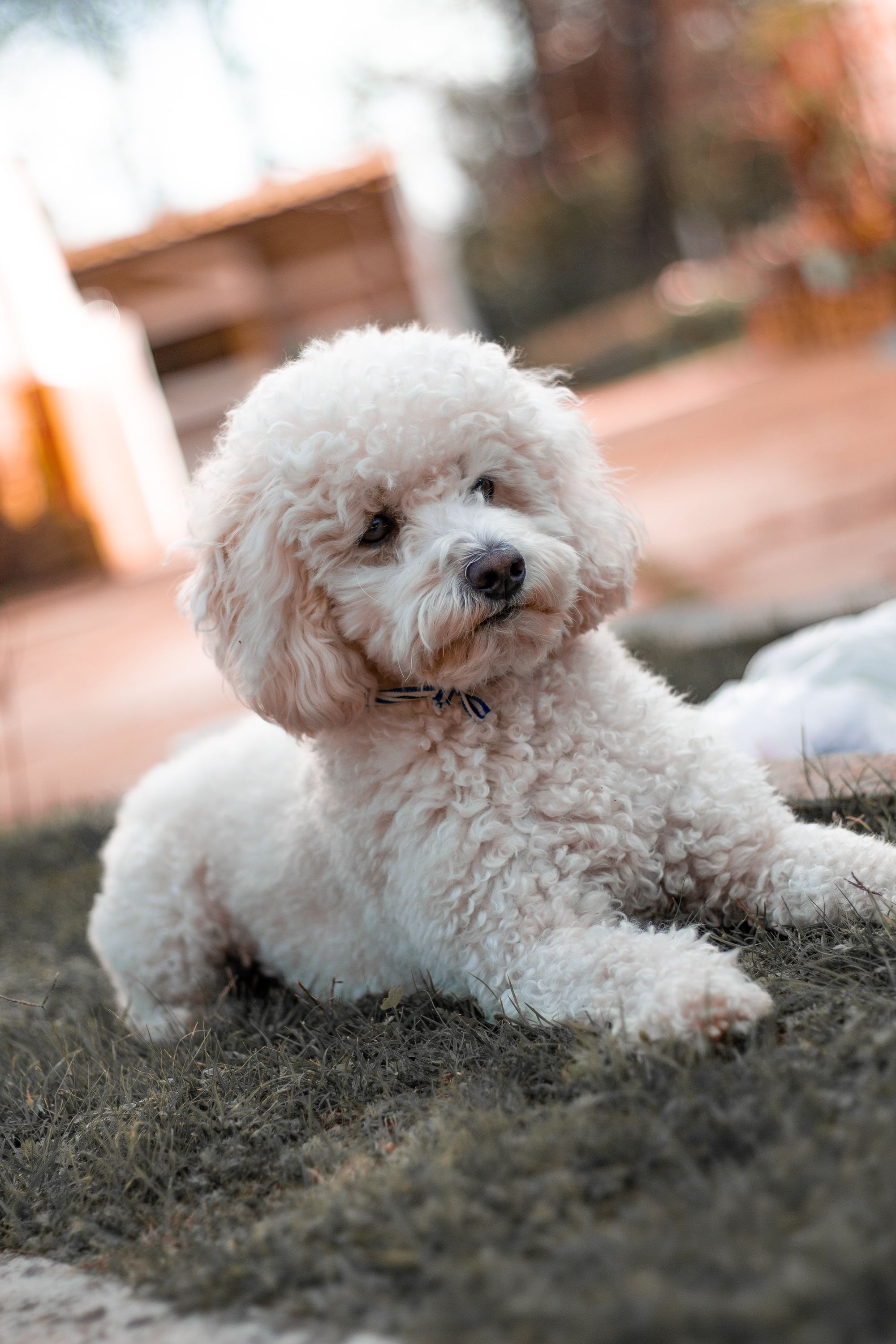 10 Curly-Haired Dog Breeds: From Small to Large