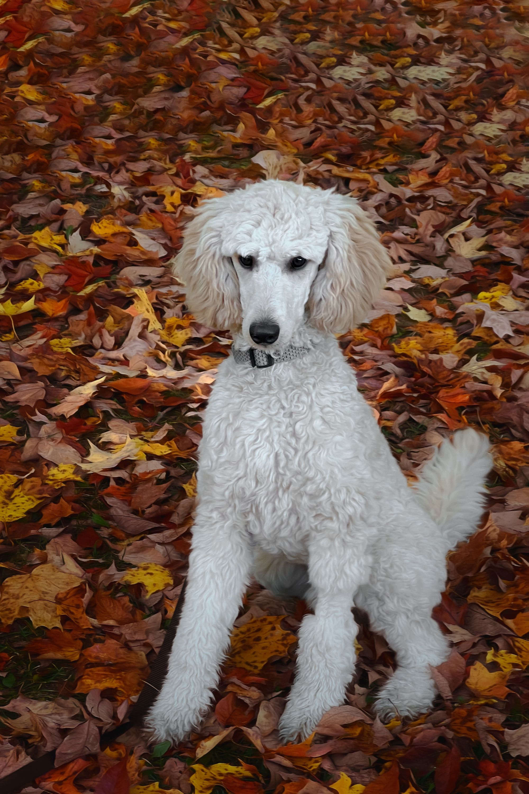 10 Curly-Haired Dog Breeds: From Small to Large