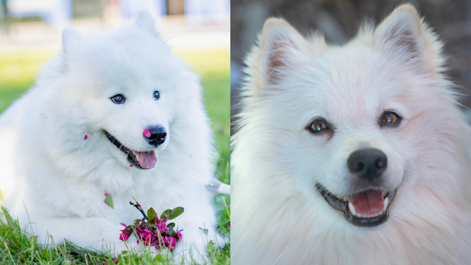 Samoyeds vs American Eskimo Dogs