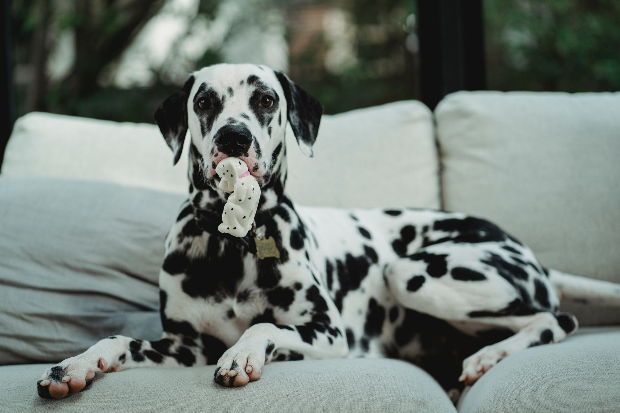 Dalmatian with a toy in its mouth standing on a couch