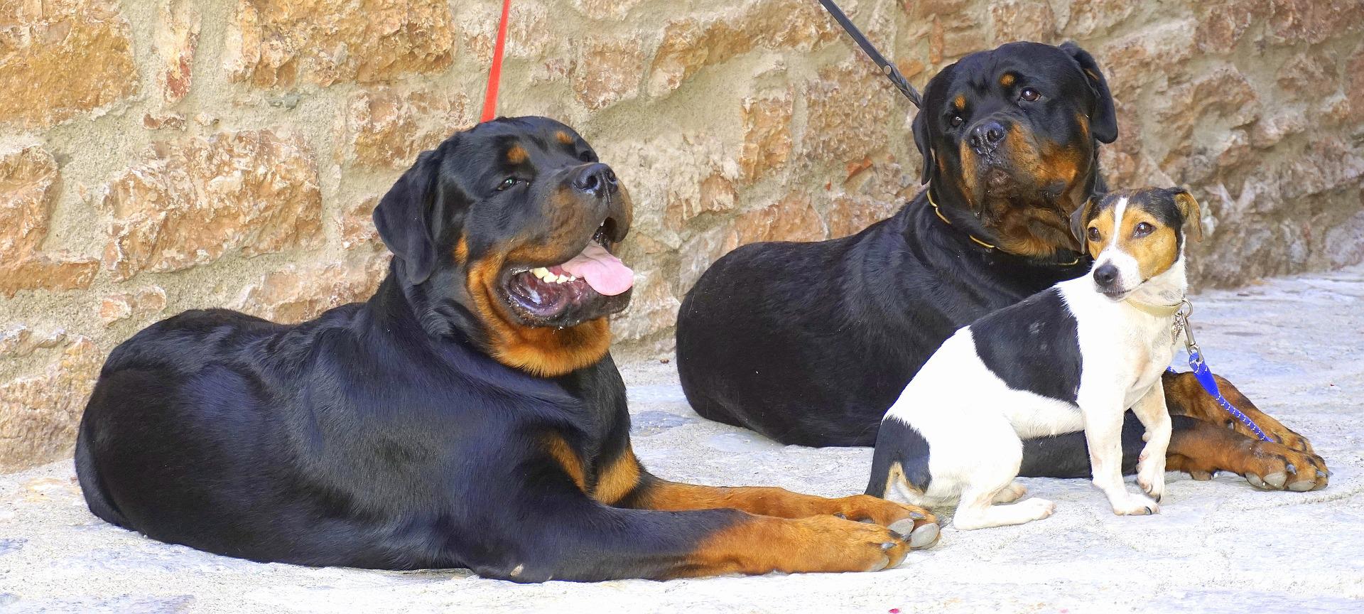 Rottweillers & small dog