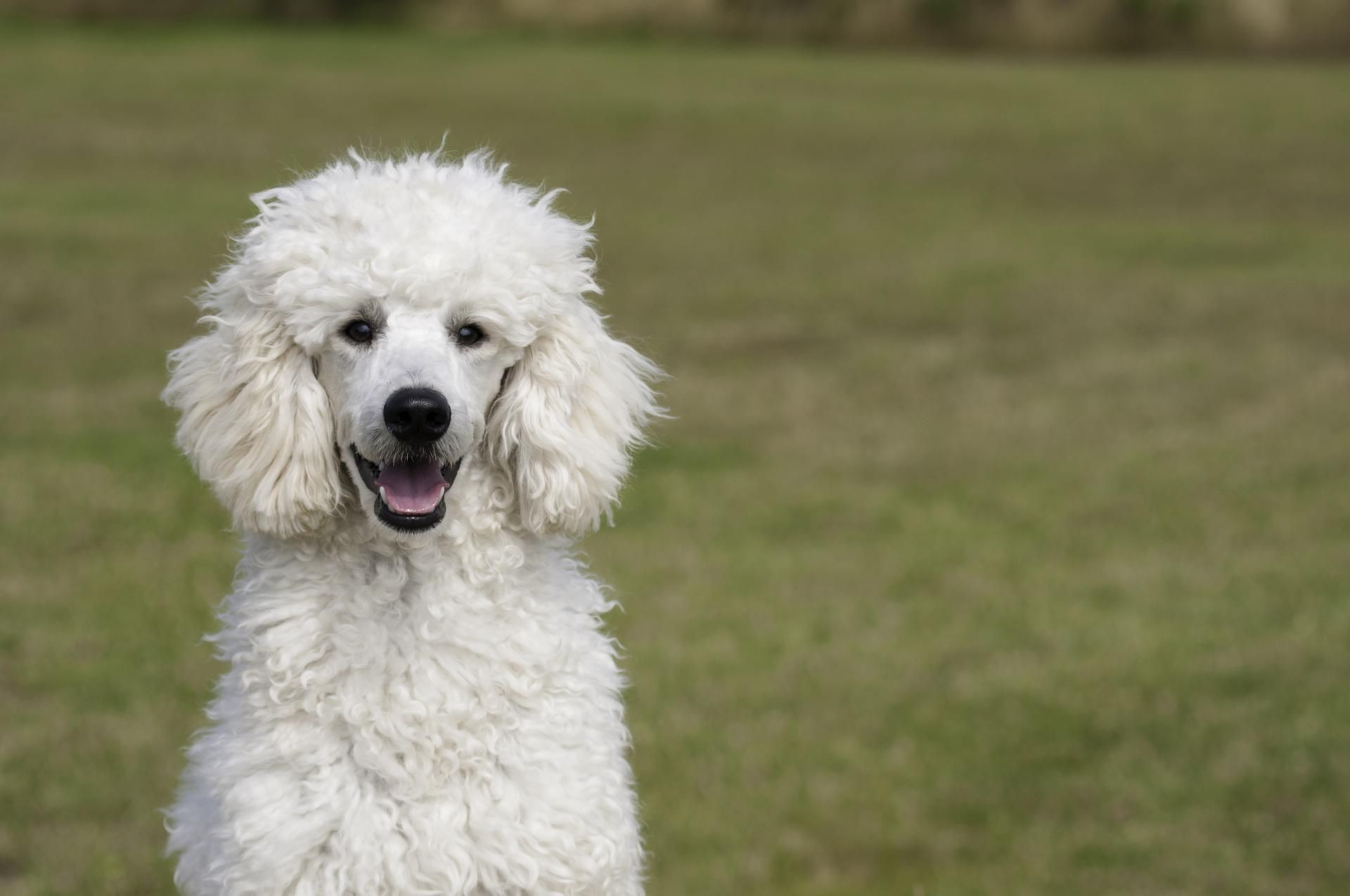 standard white curly poodle