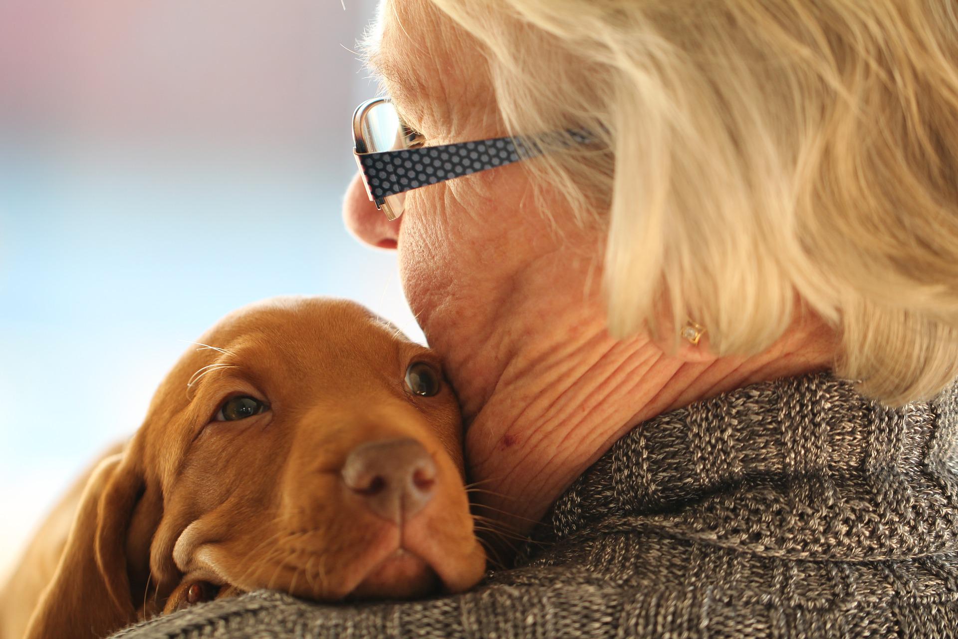 puppy vizsla and old female