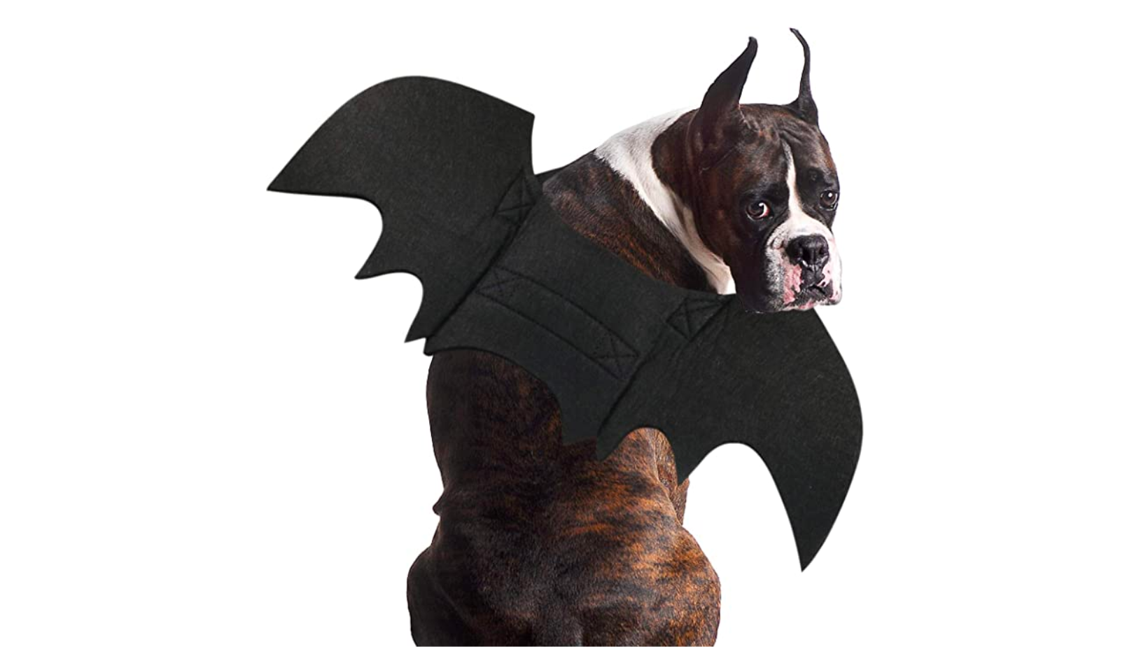 dog bat costume from amazon
