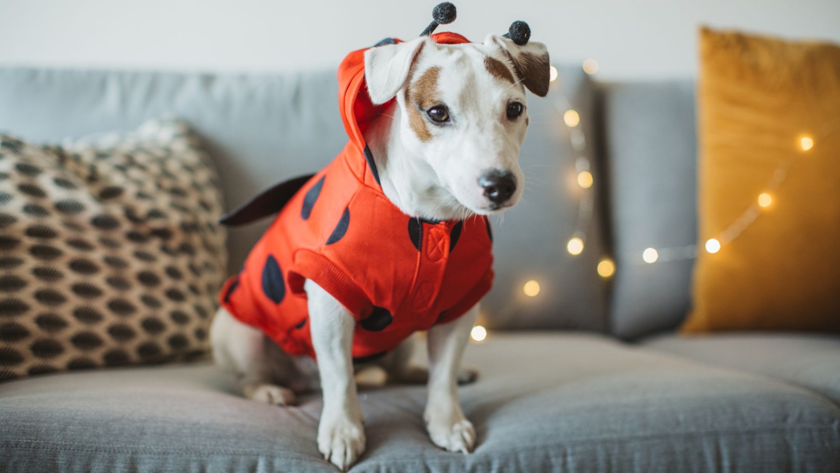 Jack Russell Terrier in a LadyBug Halloween Costume