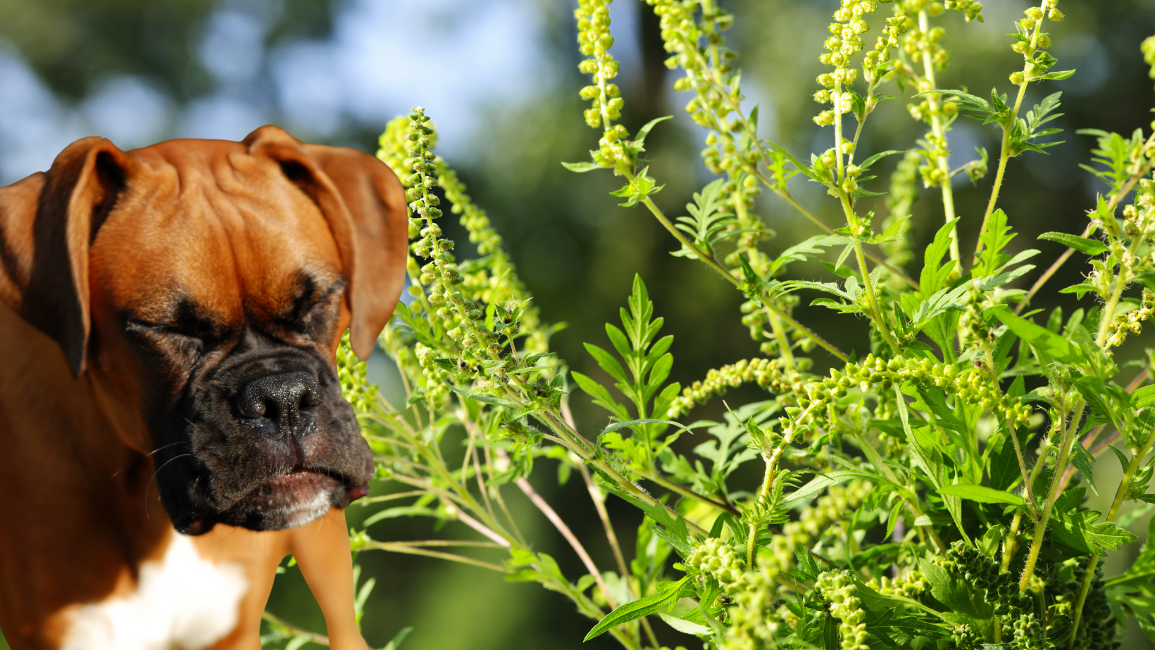 Dog allergic to ragweed
