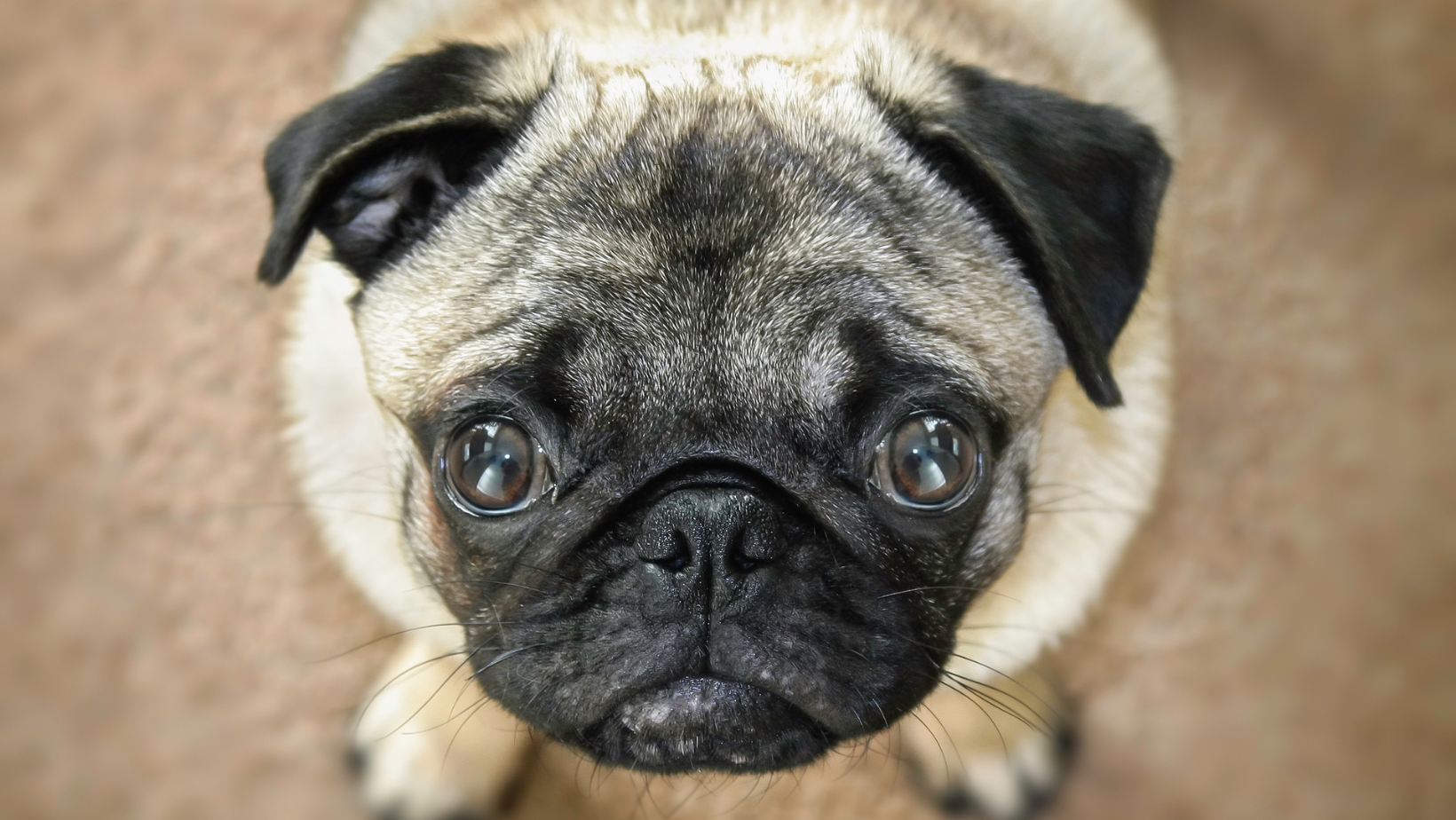 pug stares and whines