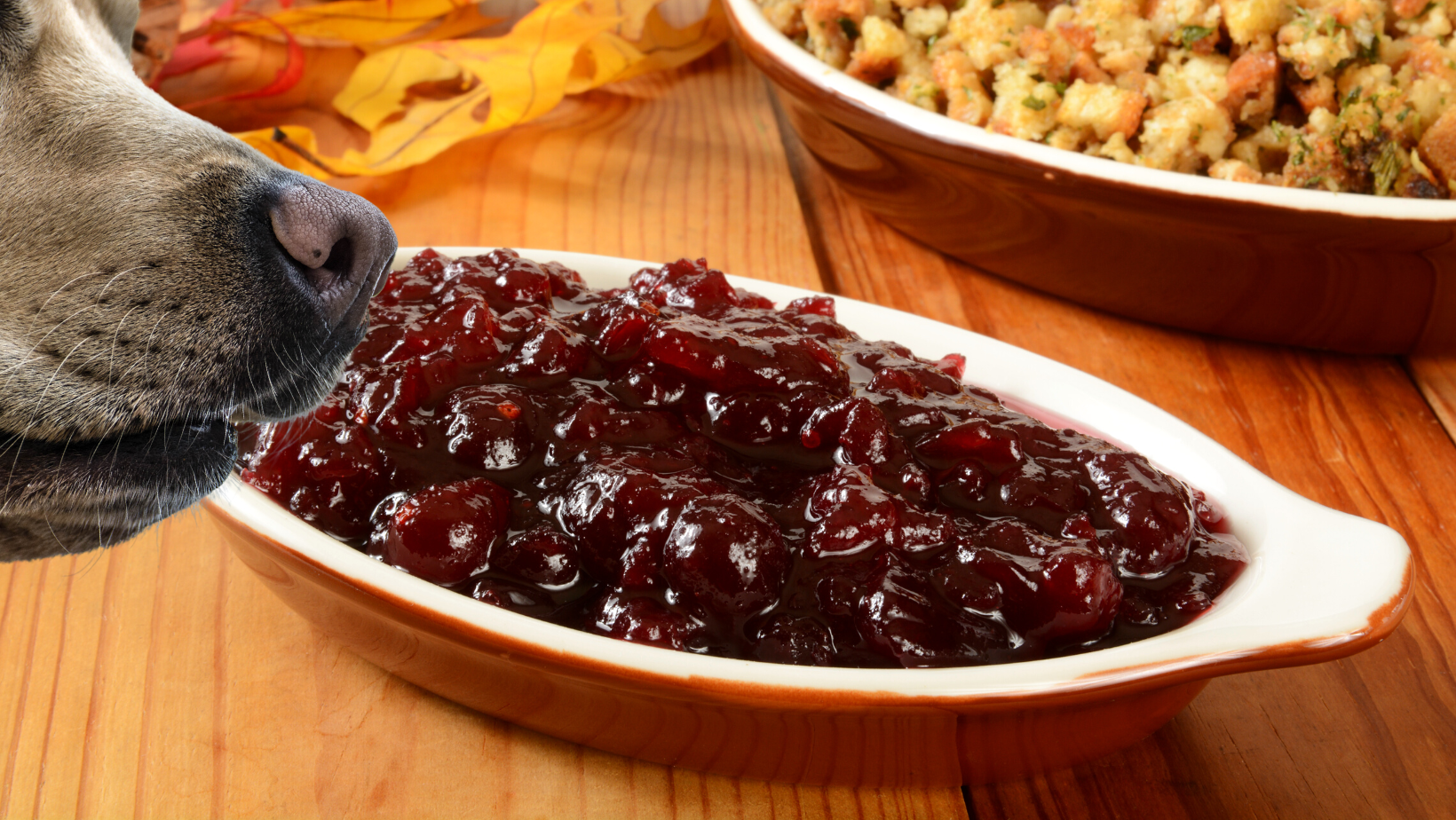 Can dogs have jellied cranberry sauce