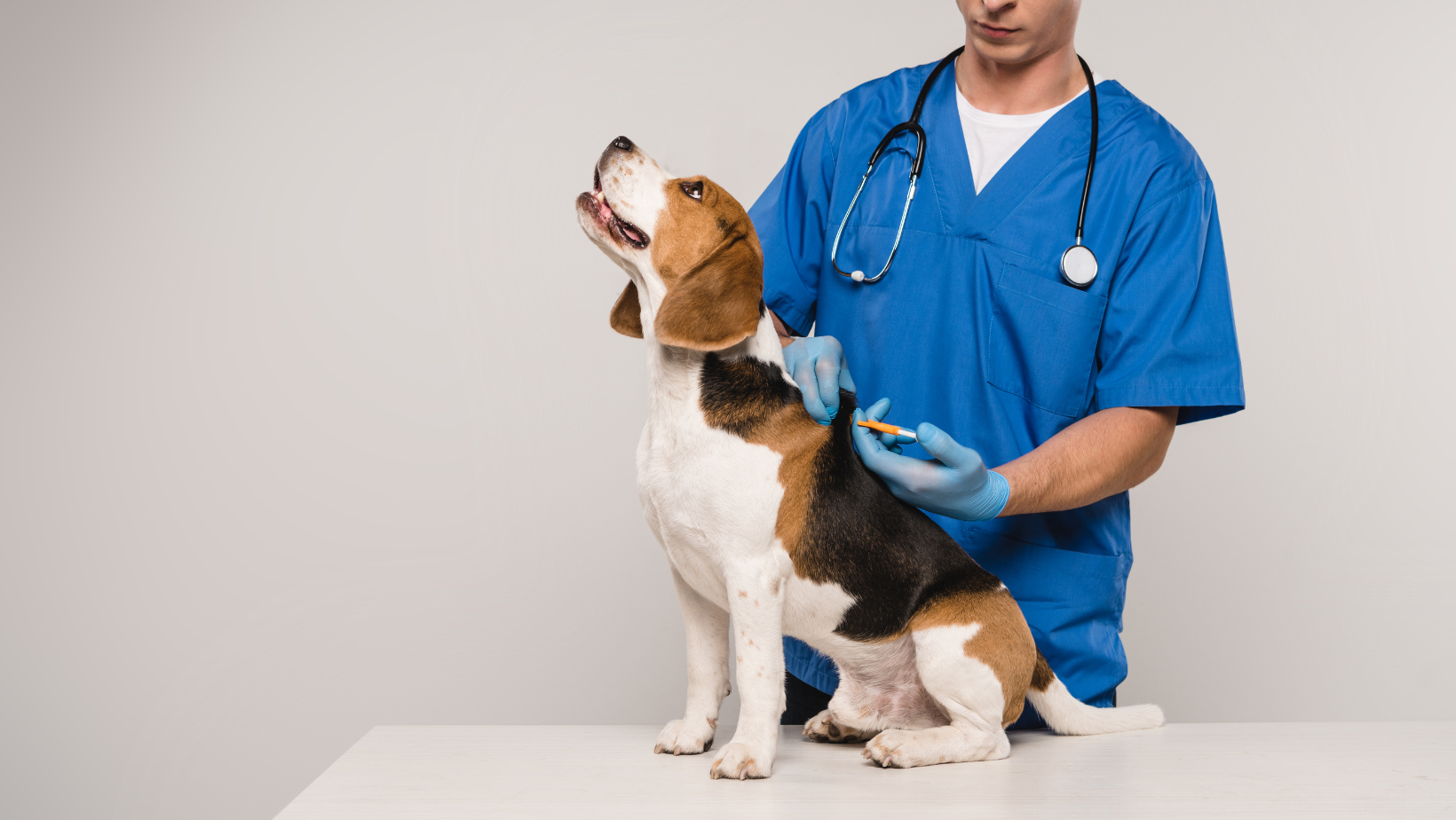 are dogs in pain after microchipping