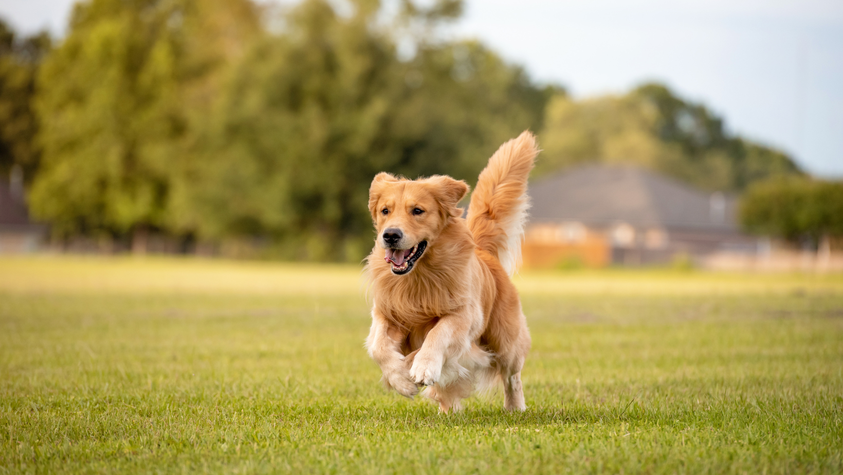 golden retriever coat and tail