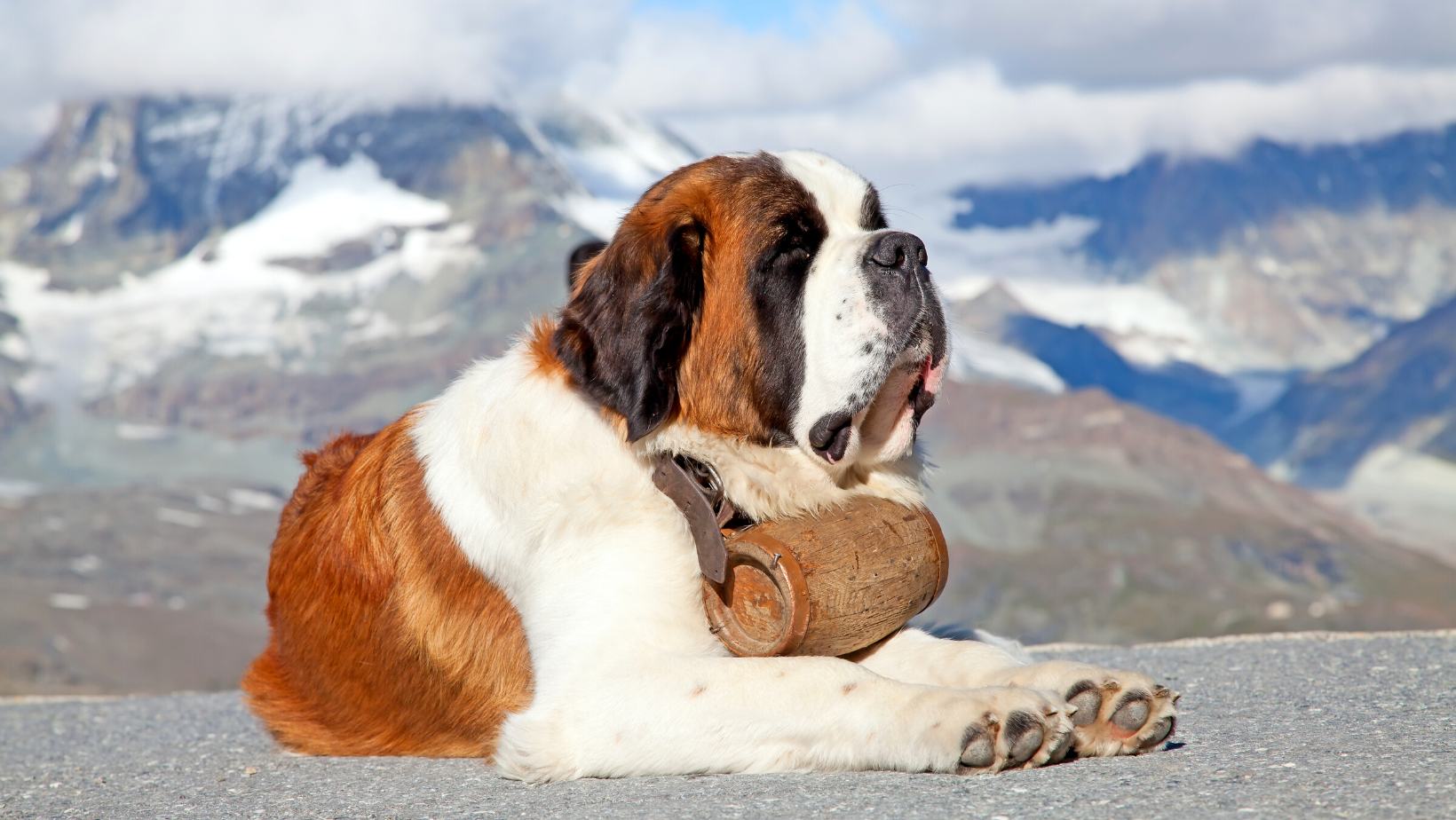 saint bernard lazy big dog breed