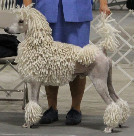 standard poodle with dreads