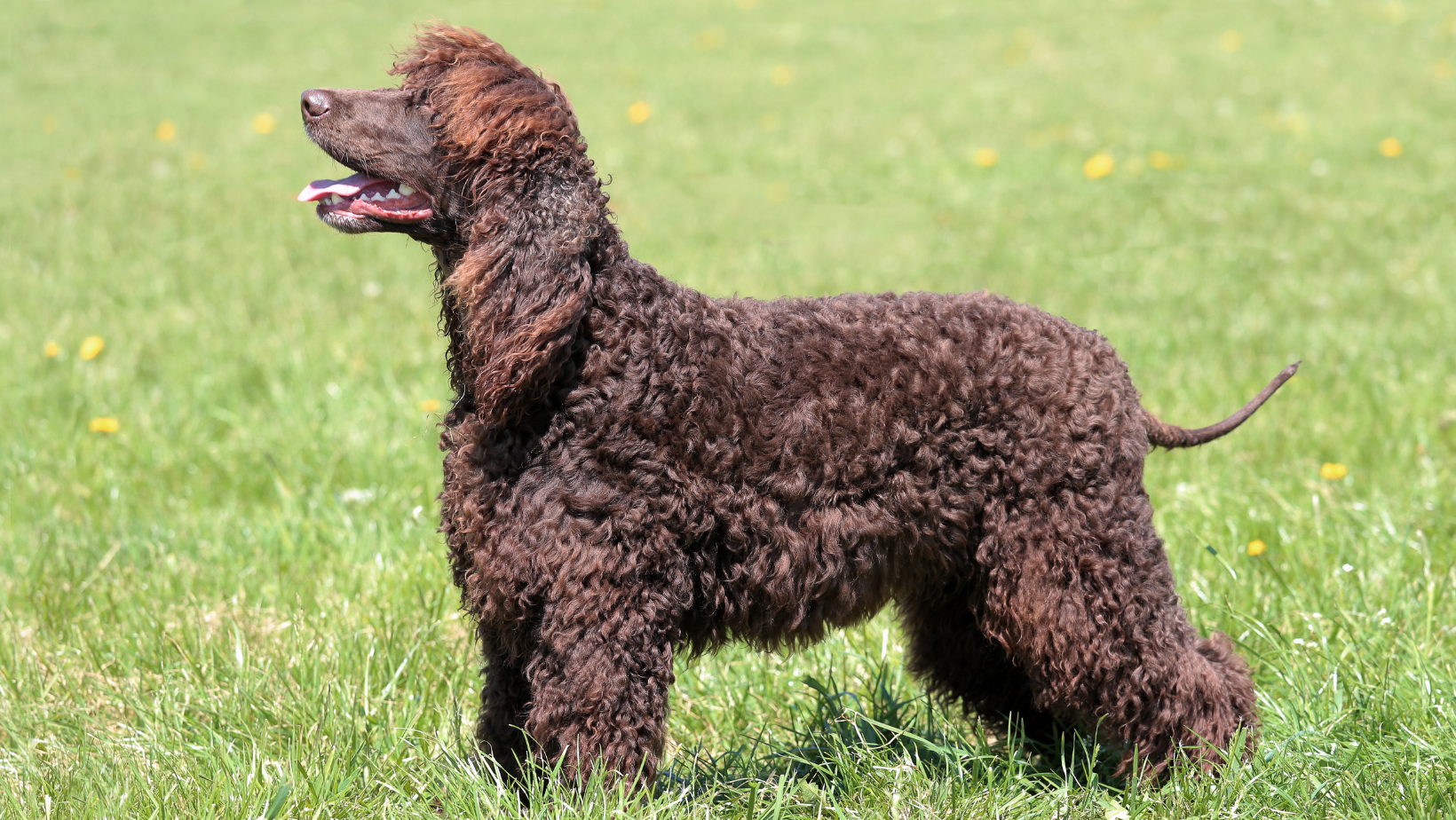 Irish Water Spaniel brown curly haired dog breed