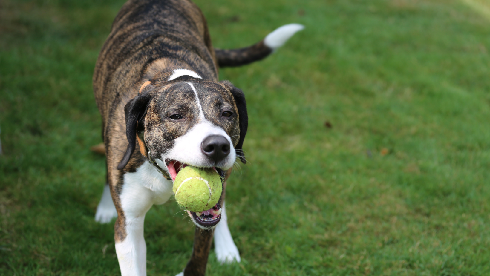 what happens if a dog ate a tennis ball