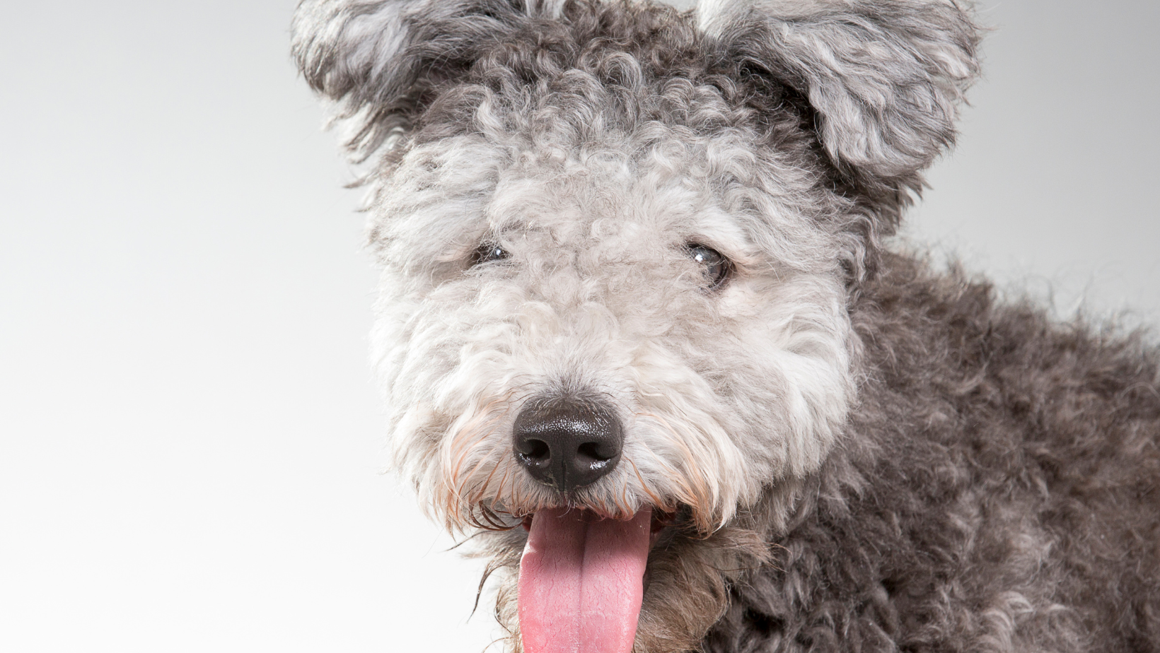 pumi curly haired dog