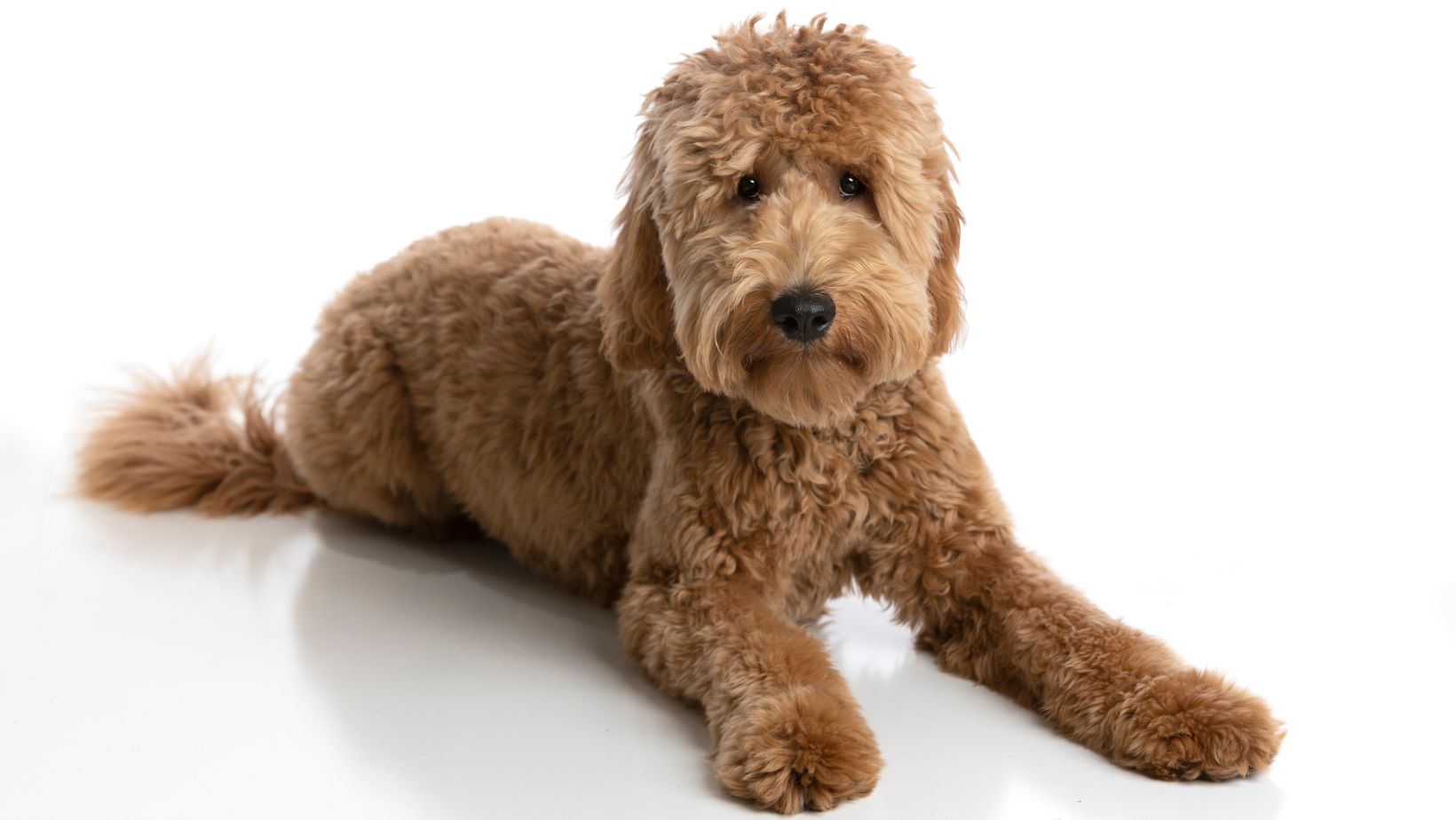 Goldendoodles can inherit different types of coats