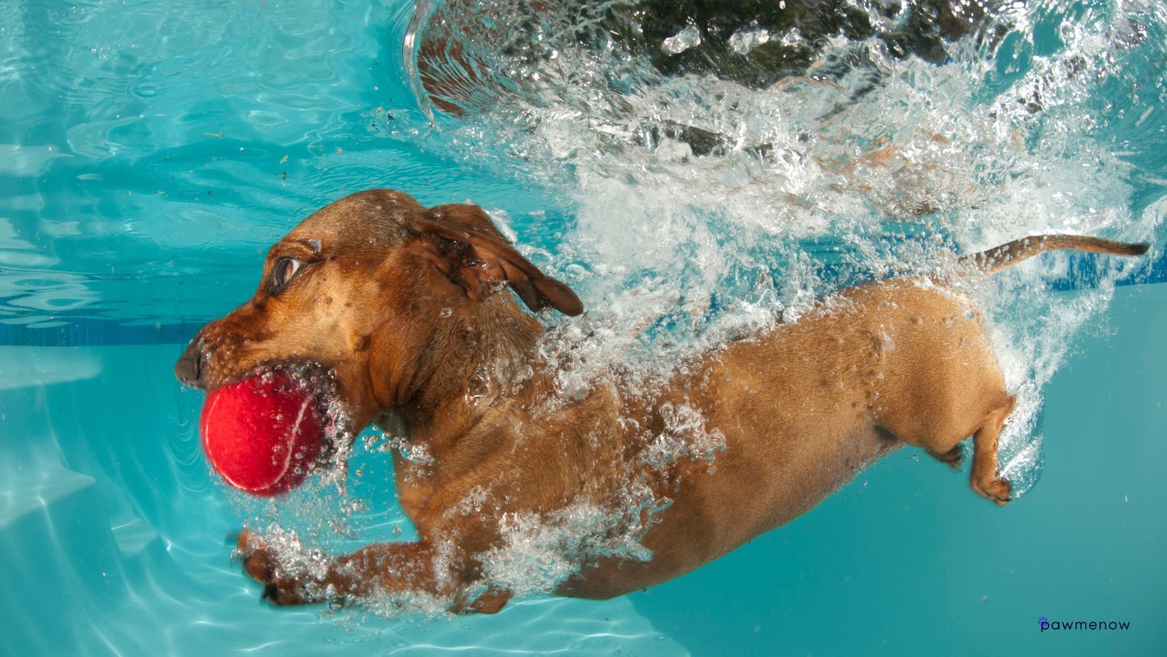 How do dogs know to hold their breath underwater