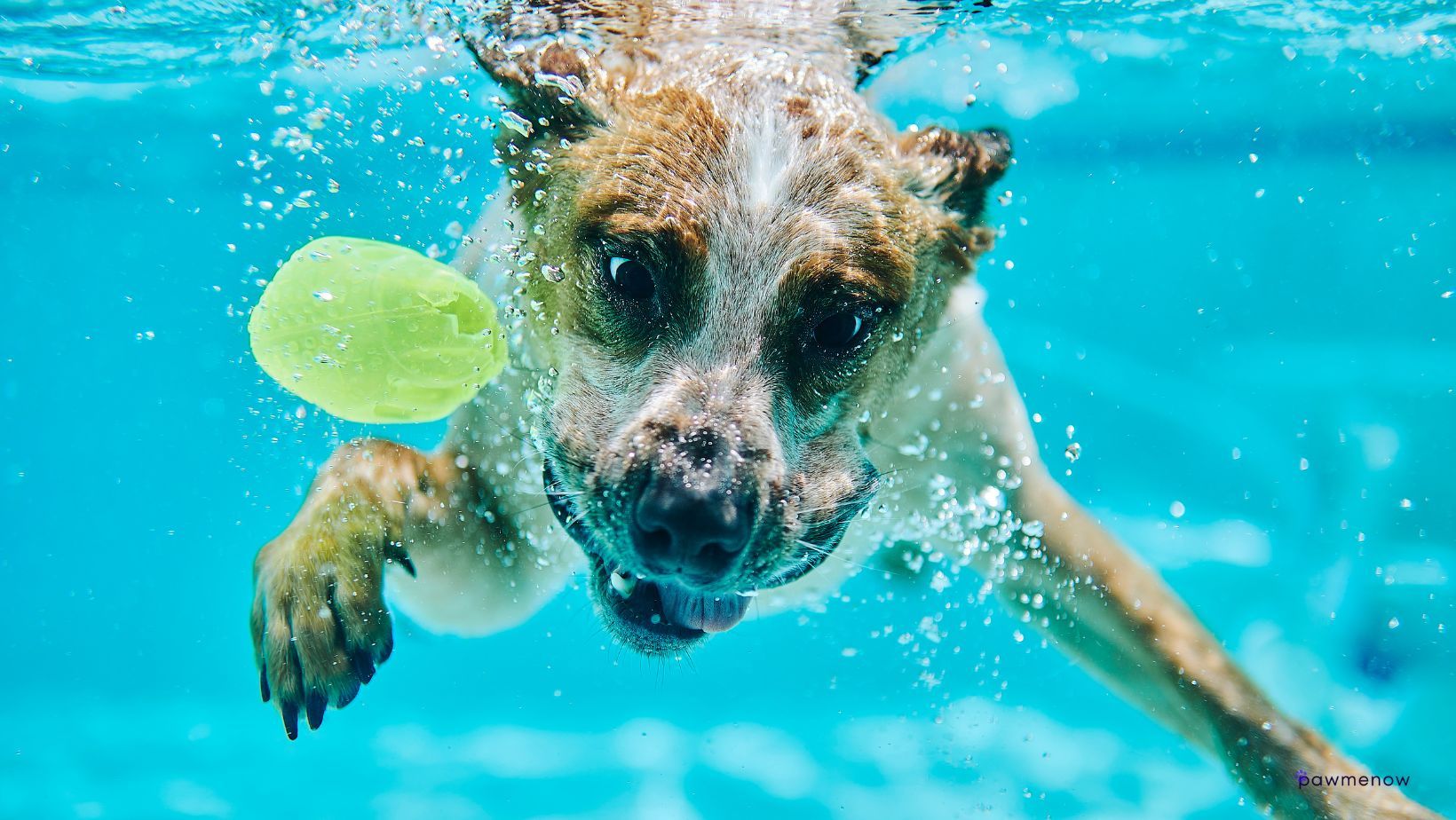 Can a dog hold their breath underwater
