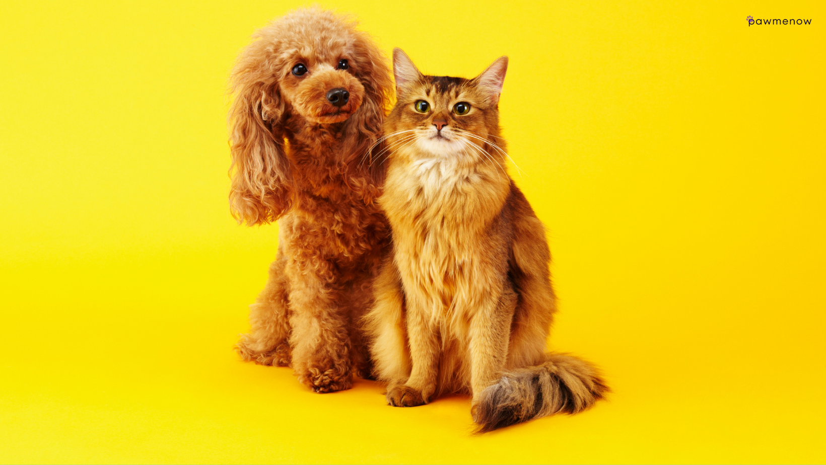 How to introduce a Poodle to a cat