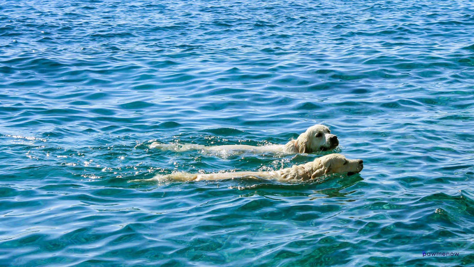 Is it safe to let your dog swim in the ocean