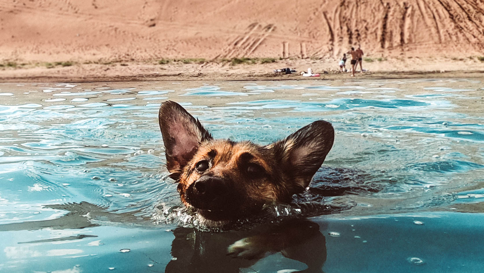 How Long Can a Dog Swim in the Ocean?