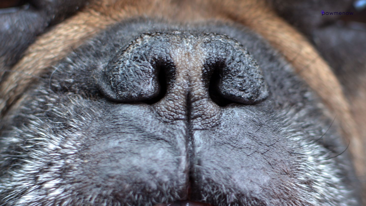 Understanding Brachycephalic Breeds - flat faced (nose) dogs