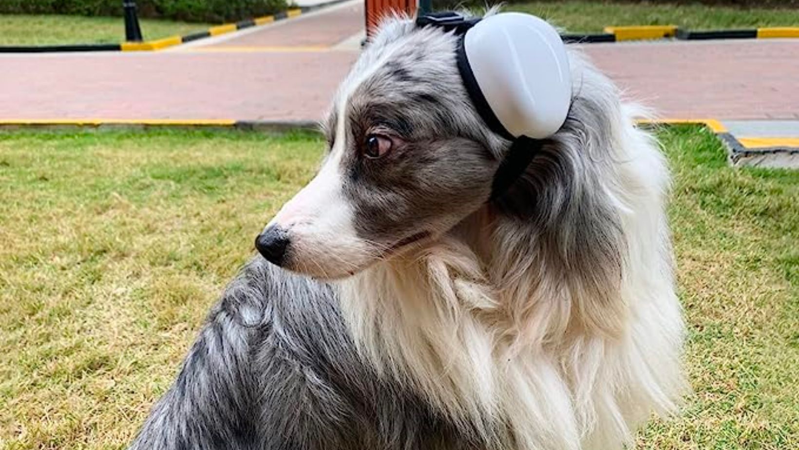 Best Dog Ear Muffs for Fireworks [Noise-Cancelling]