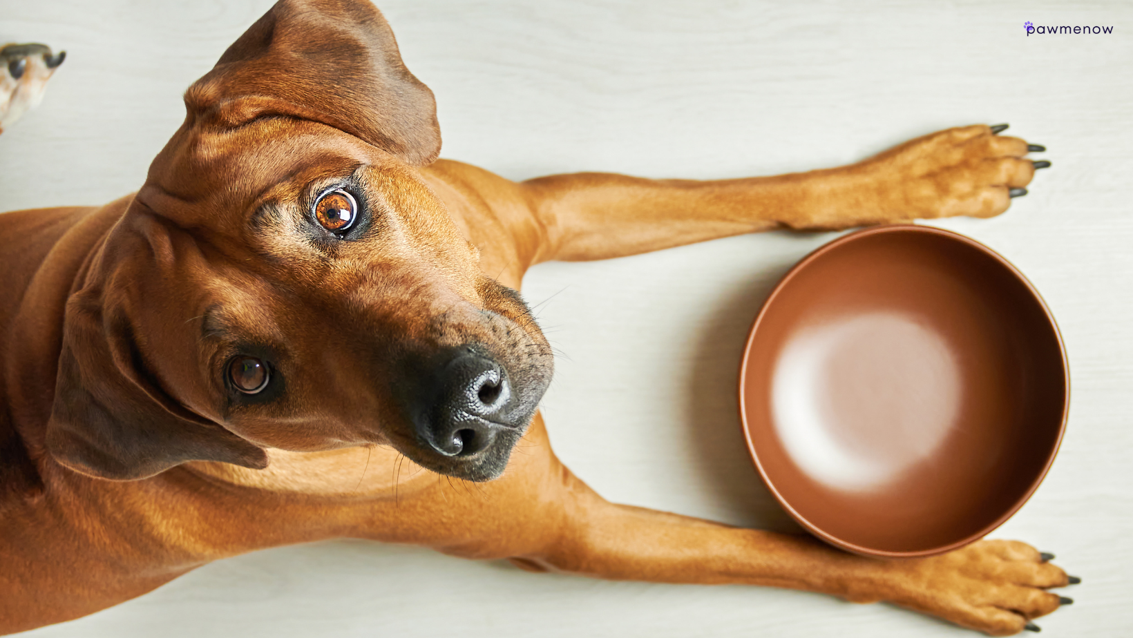 3 Vet Approved Homemade Puppy Food Recipes: Best 2024 Picks
