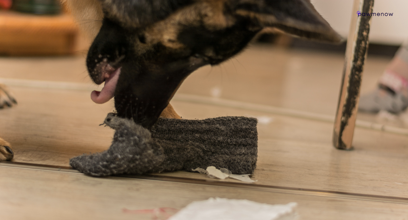 What happens if my dog eats a sock?
