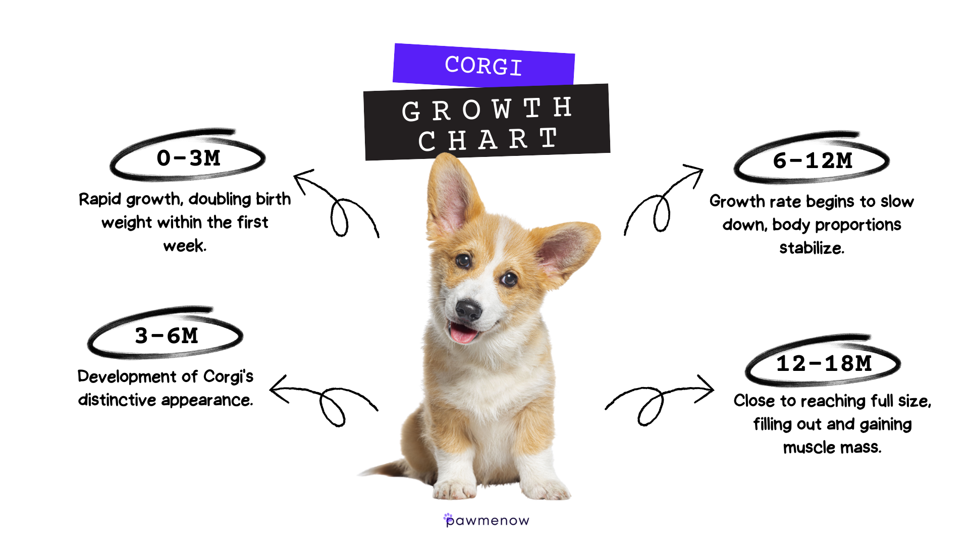Corgi Growth Chart