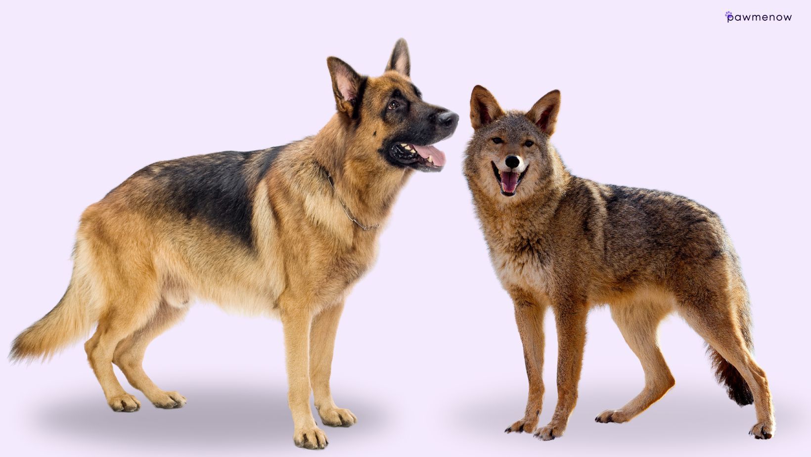 Size Matters: German Shepherd vs. Coyote