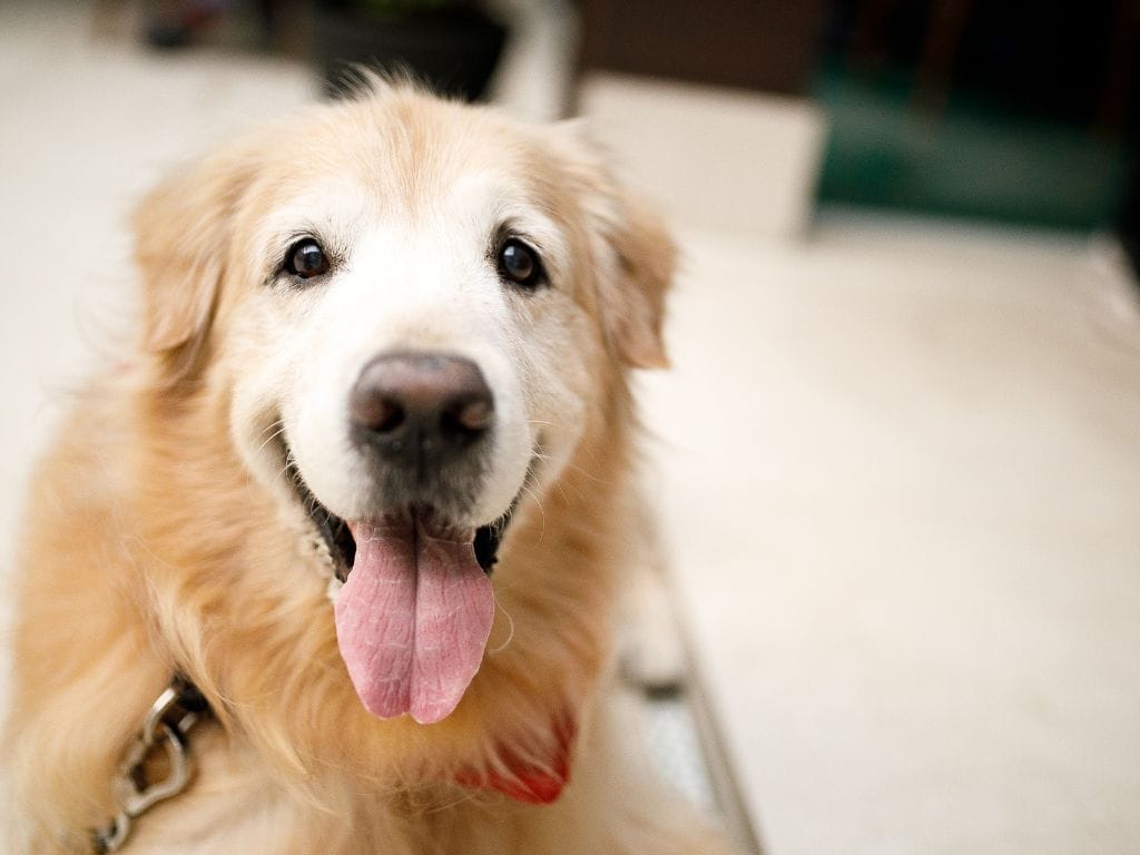 A Golden Retriever showing signs of aging, with its face turning white