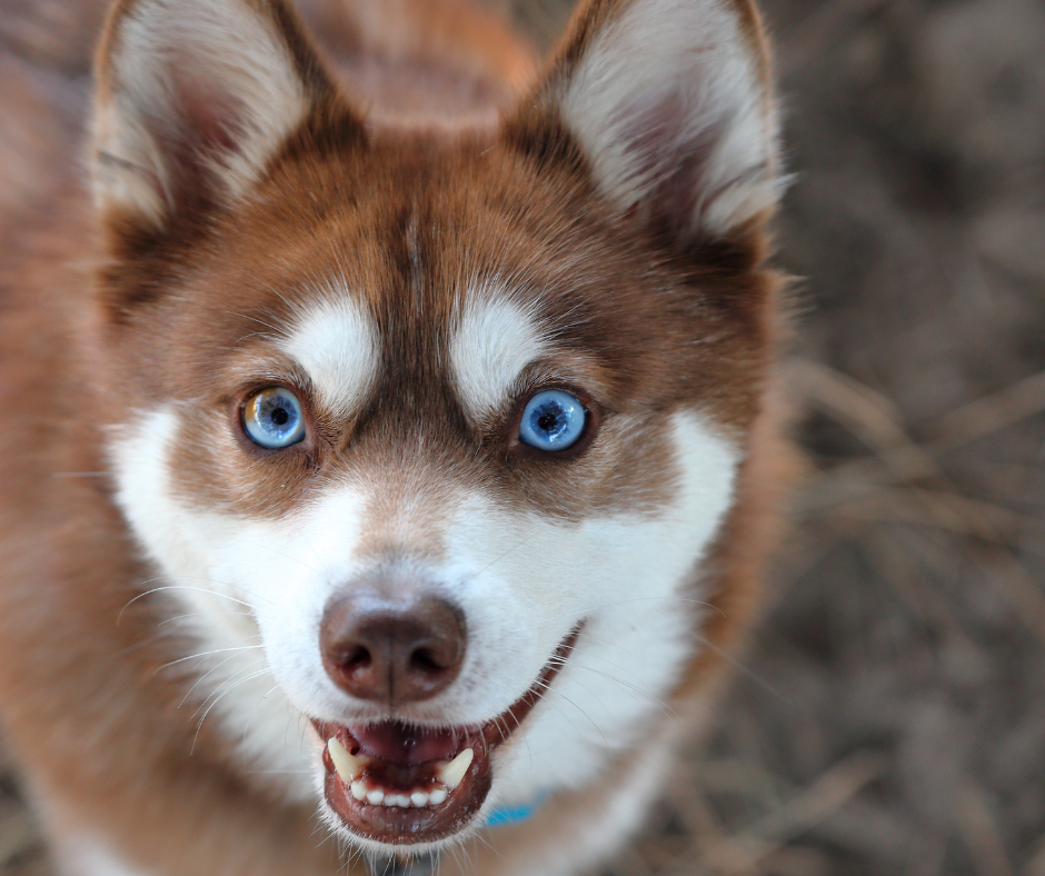 Closest Dog Breed to a Fox: 5 Fascinating Dogs You'll Adore