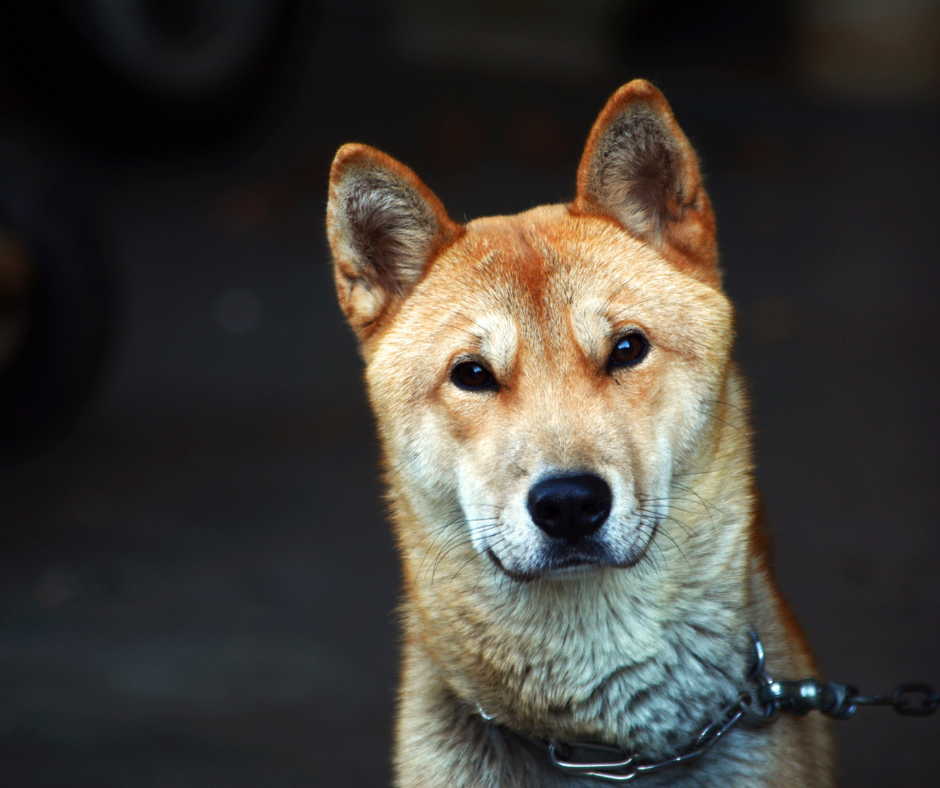 Closest Dog Breed to a Fox: 5 Fascinating Dogs You'll Adore