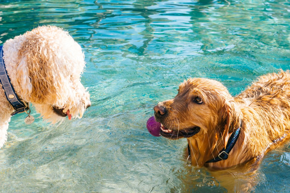 Summer Activities for Dogs: How to Keep Your Dog Active