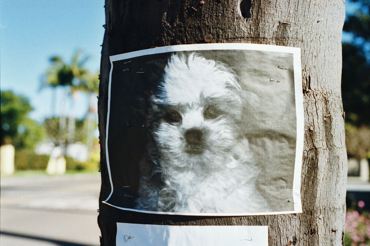 How to Find a Missing Dog: Here's the Best Way