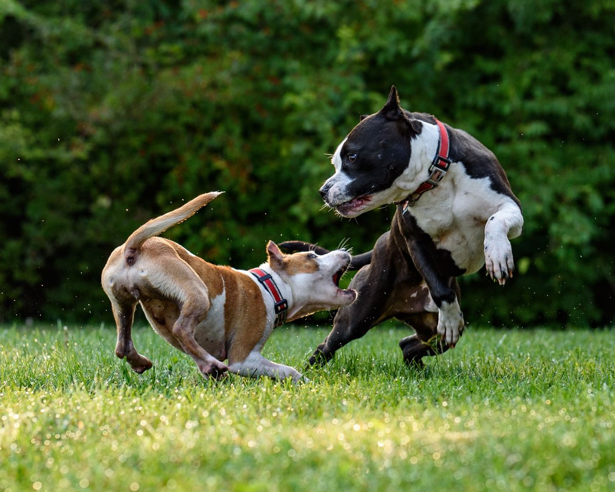 5 Most Aggressive Dog Breeds: When Do Dogs Attack + Myths