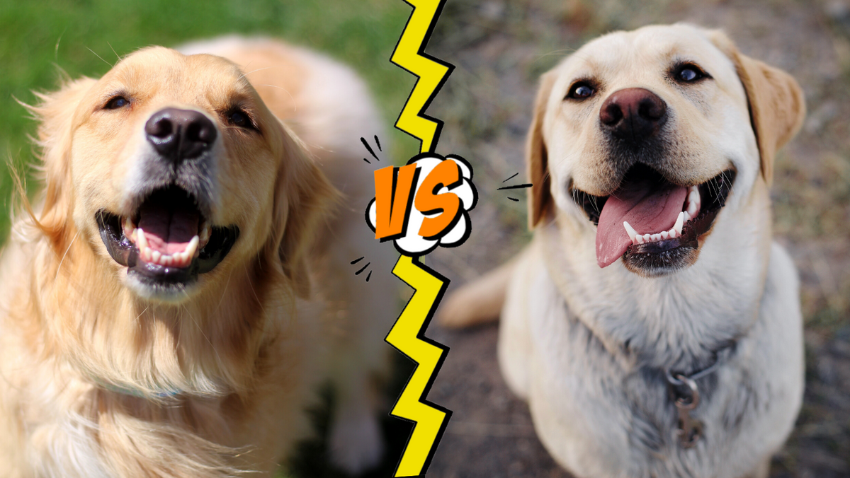 Lab VS Golden Retriever: PROs and CONs - Which is the Best?