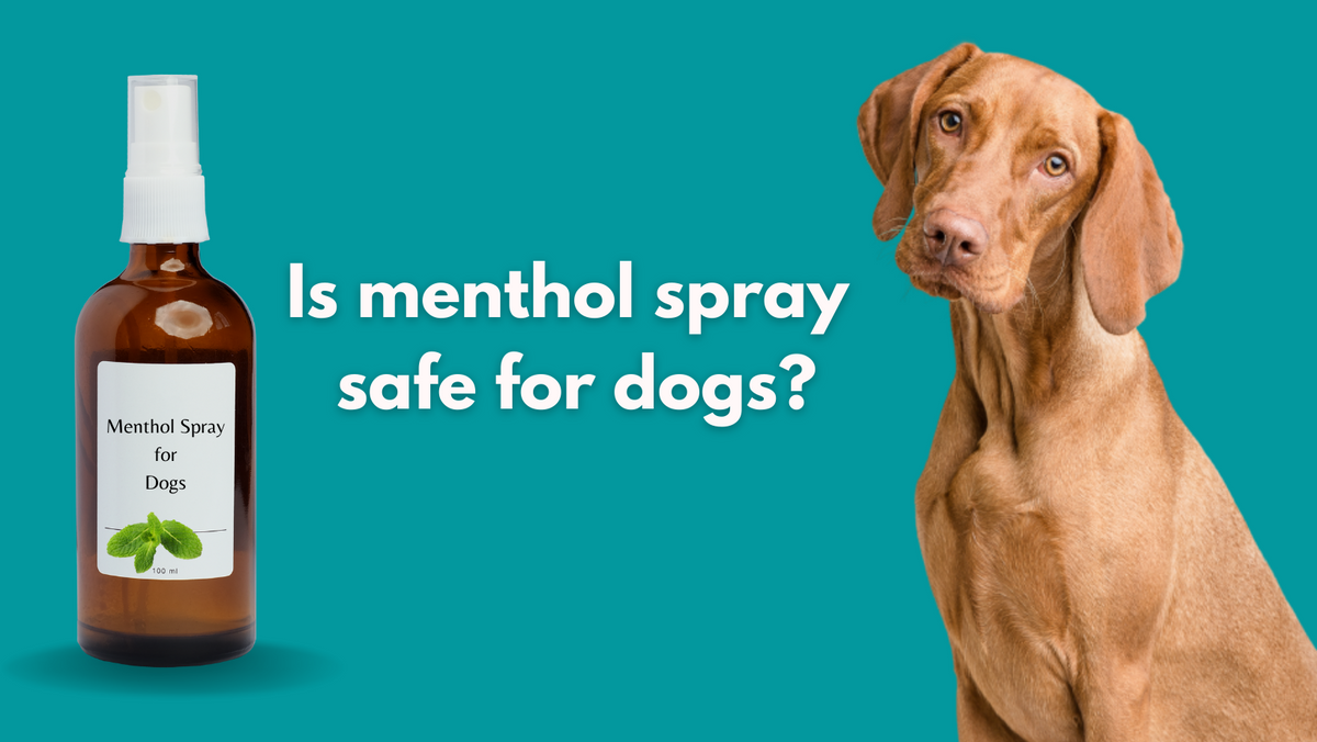 Is Menthol Spray Safe for Dogs? Things You Must Know