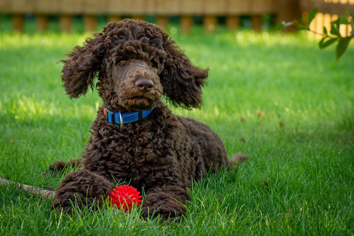 3 Brown Curly-Haired Dog Breeds Ranked by Popularity in 2024