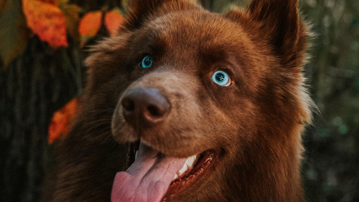Full Chocolate Brown Husky: Everything You Must Know