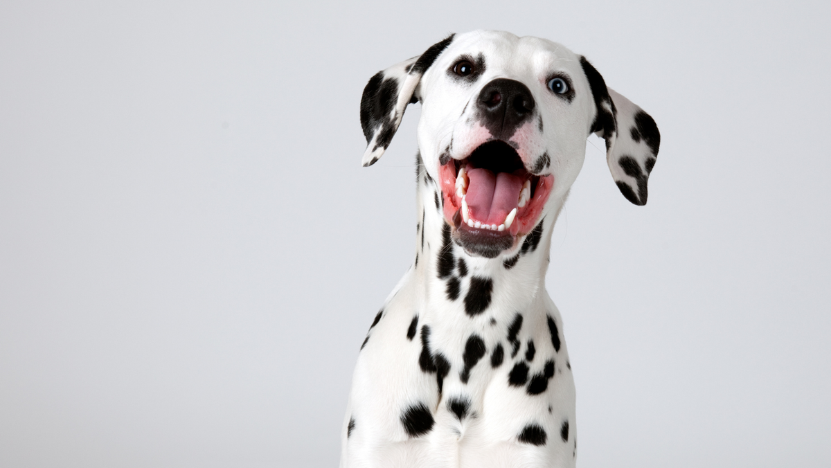 Do Dalmatians Drool? Informations & Tips You Must Know