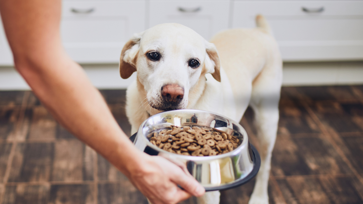 How Many Times a Day Should You Feed a Medium-Sized Dog